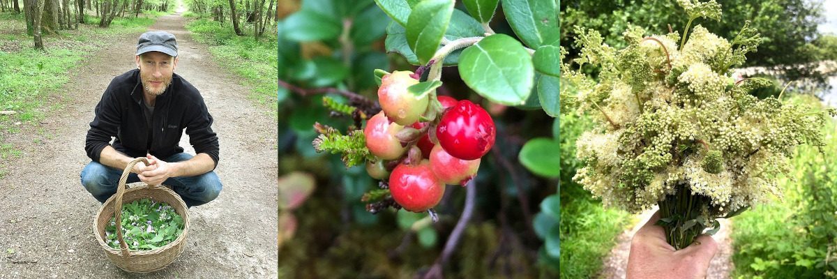 Exploring Alcohol Free Activities: Foraging and Nature Walks Man foraging with basket, berries, and wildflowers; alcohol free activities