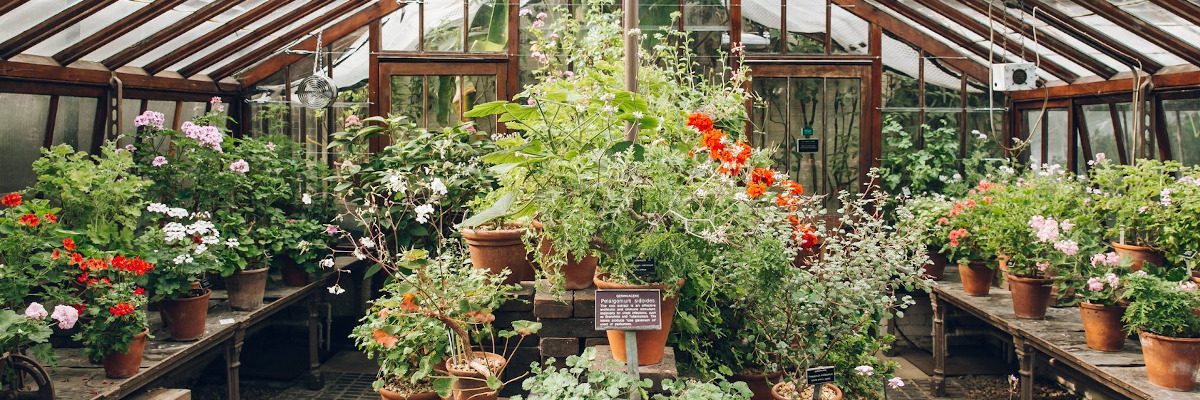 Explore Alcohol Free Activities: Visit a Serene Greenhouse Serene greenhouse with vibrant flowers, showcasing alcohol free activities.