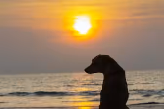 It&rsquo;s a Dog&rsquo;s Life: A Film on Counselling for Children of Alcoholics